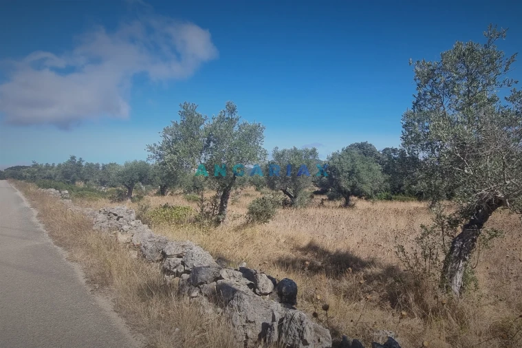 Terreno para Venda em Alcanena e Vila Moreira Foto 5