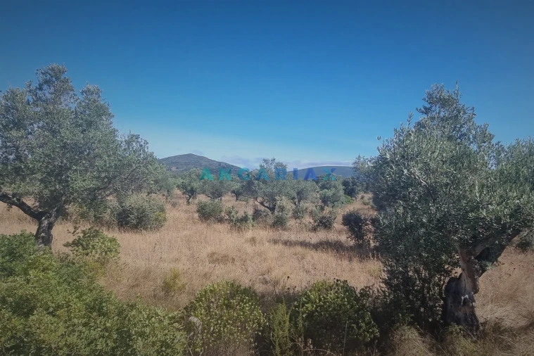 Terreno para Venda em Alcanena e Vila Moreira Foto 9