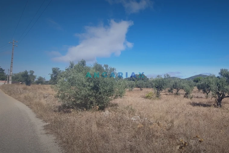 Terreno para Venda em Alcanena e Vila Moreira Foto 6