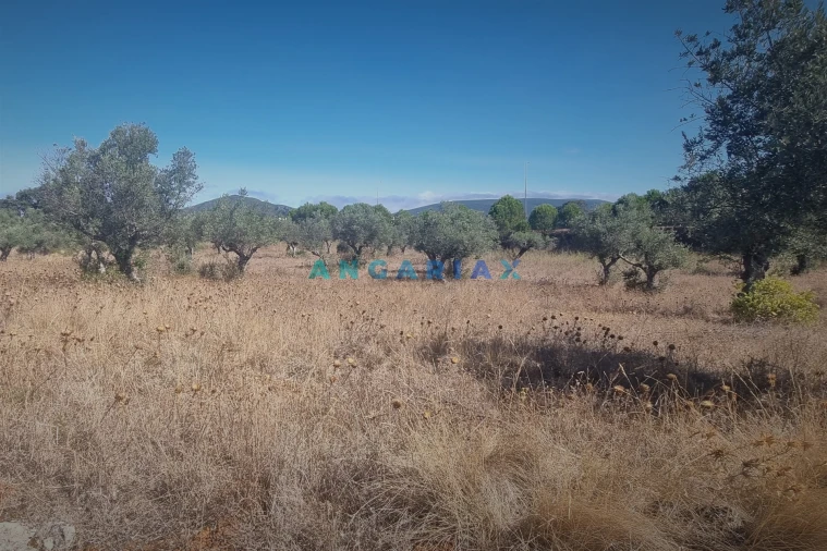 Terreno para Venda em Alcanena e Vila Moreira Foto 3
