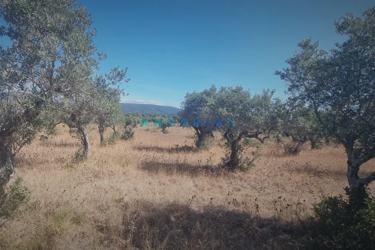 Terreno para Venda em Alcanena e Vila Moreira Foto 11