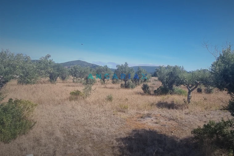 Terreno para Venda em Alcanena e Vila Moreira Foto 10