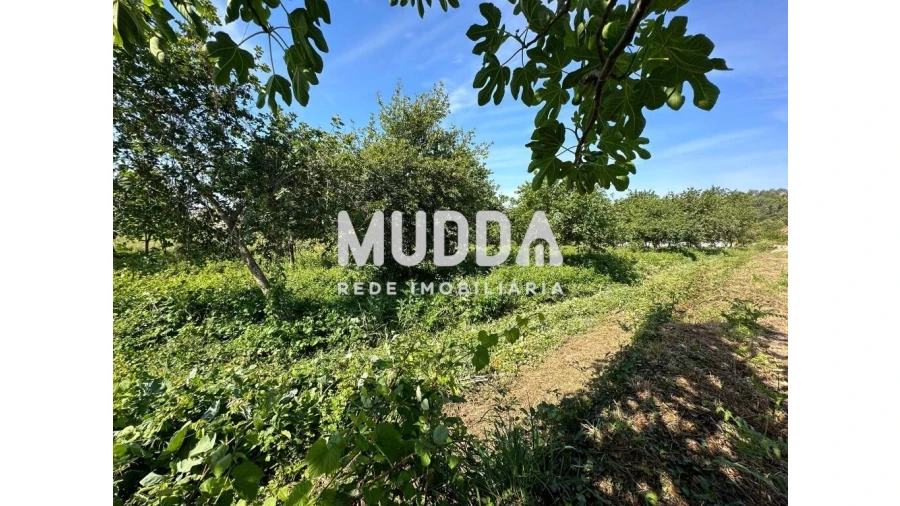 Moradia para Venda em Branca Foto 17