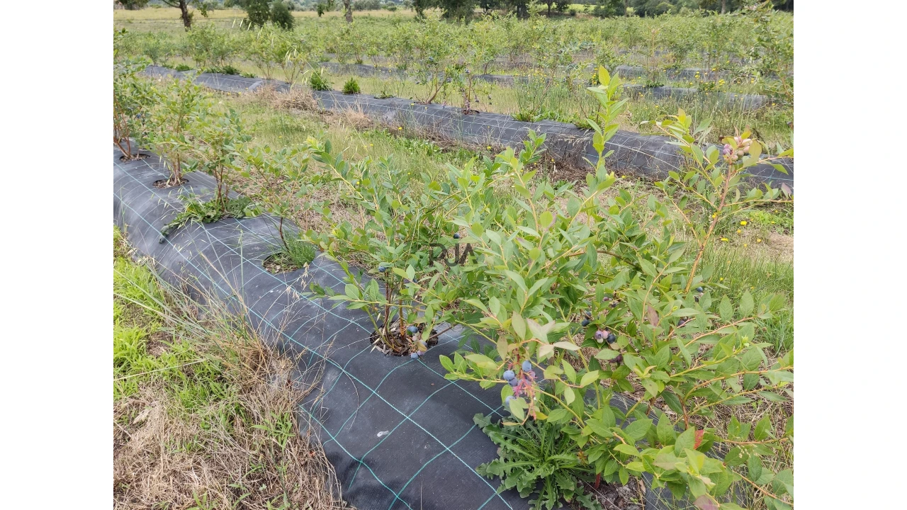 Quinta T0 para Venda em Quintela de Azurara Foto 2
