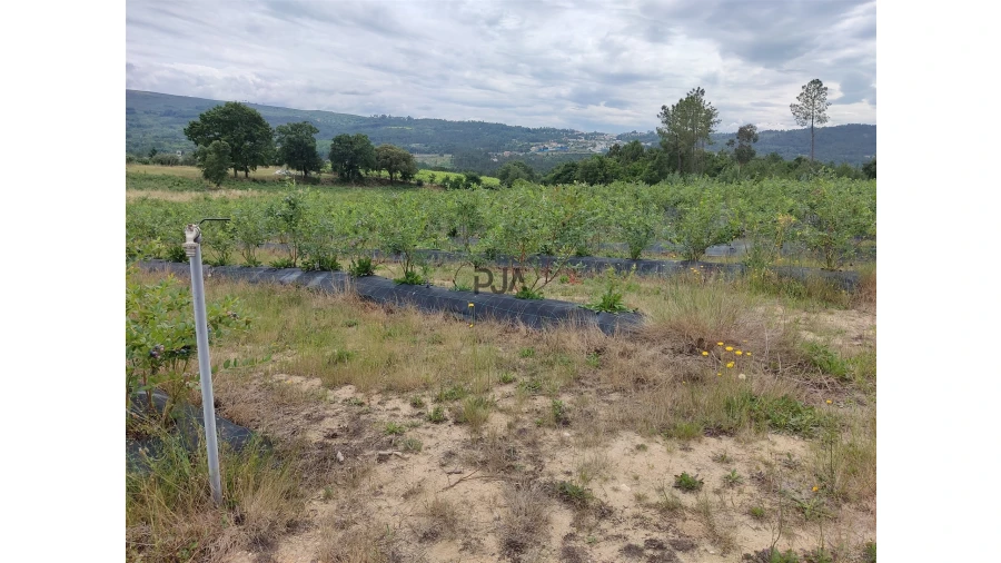 Quinta T0 para Venda em Quintela de Azurara Foto 3