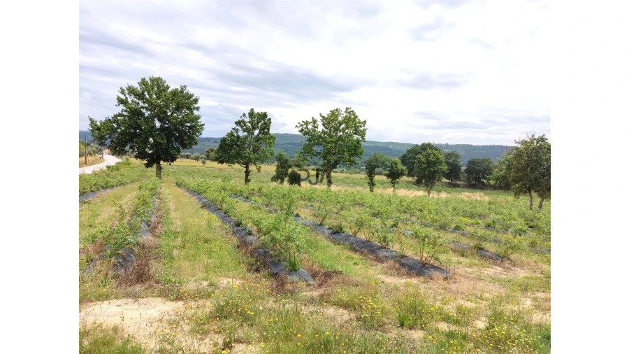 Quinta T0 para Venda em Quintela de Azurara