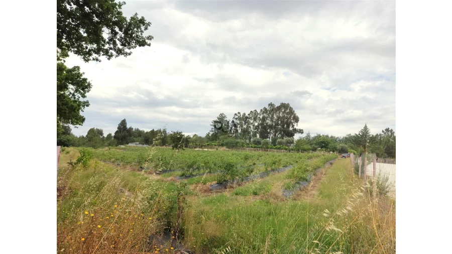 Quinta T0 para Venda em Quintela de Azurara Foto 6