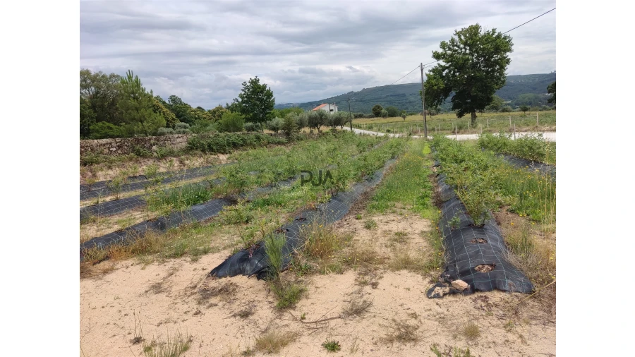 Quinta T0 para Venda em Quintela de Azurara Foto 9