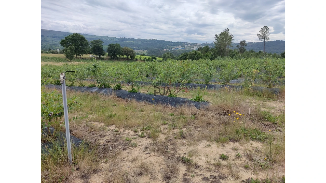 Quinta T0 para Venda em Quintela de Azurara Foto 3