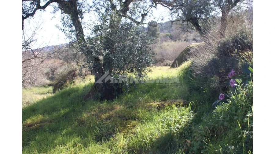 Quinta T3 para Venda em Ferro Foto 56