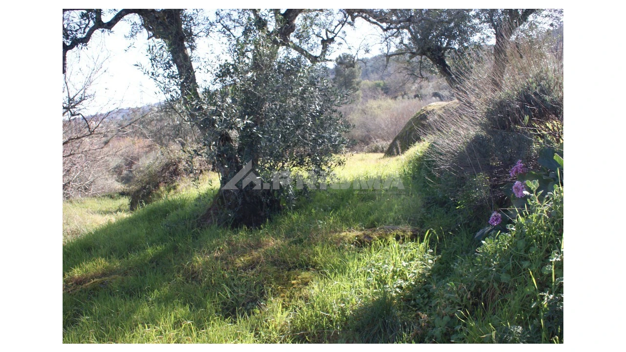 Quinta T3 para Venda em Ferro Foto 56