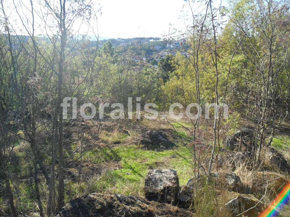 Terreno para Venda em Bodiosa Foto 5
