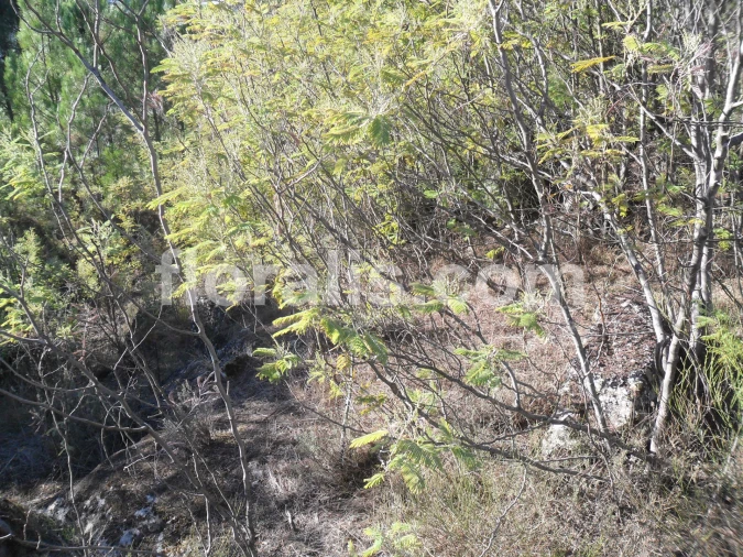 Terreno para Venda em Bodiosa Foto 6
