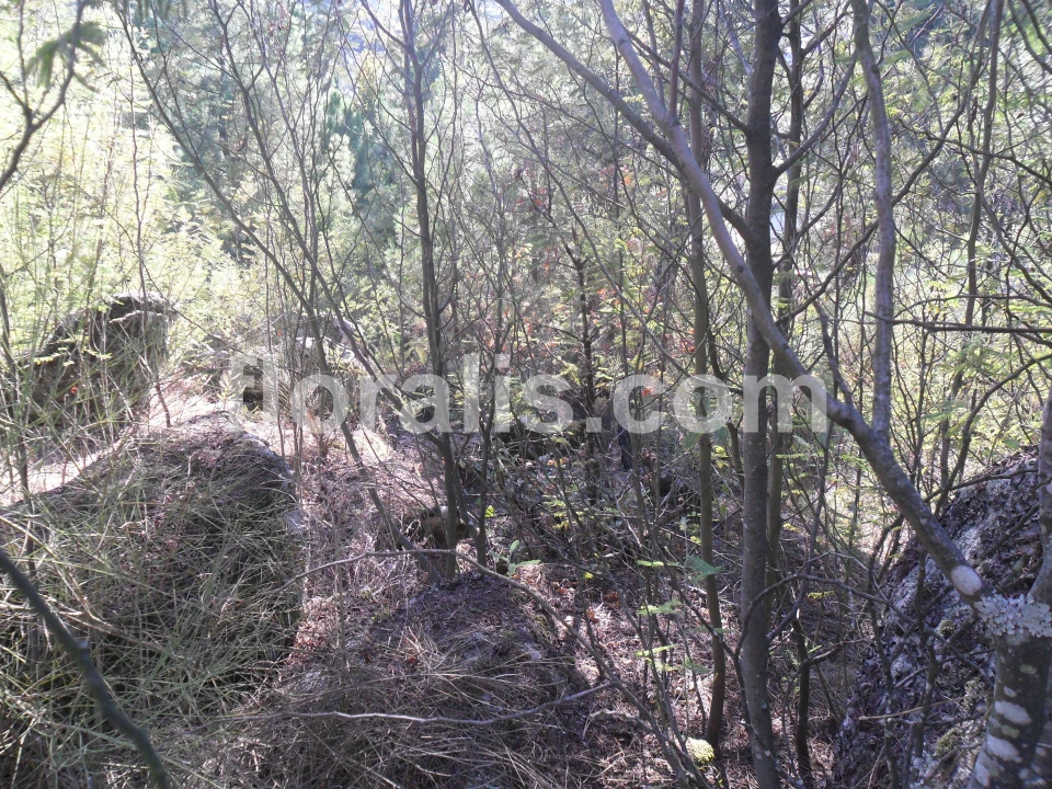 Terreno para Venda em Bodiosa Foto 7