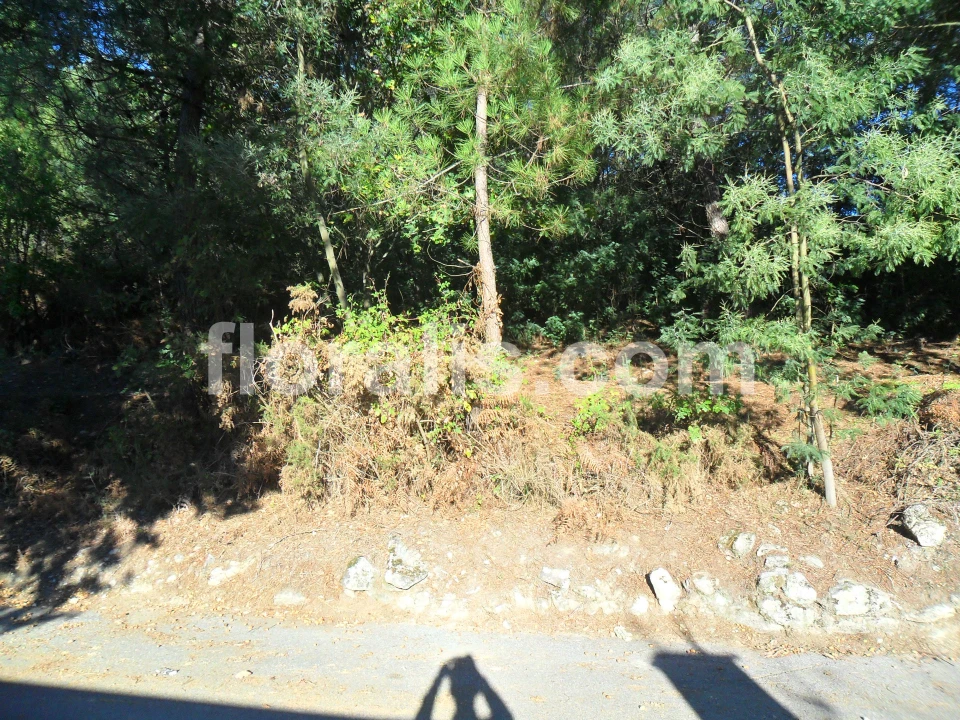 Terreno para Venda em Bodiosa Foto 9