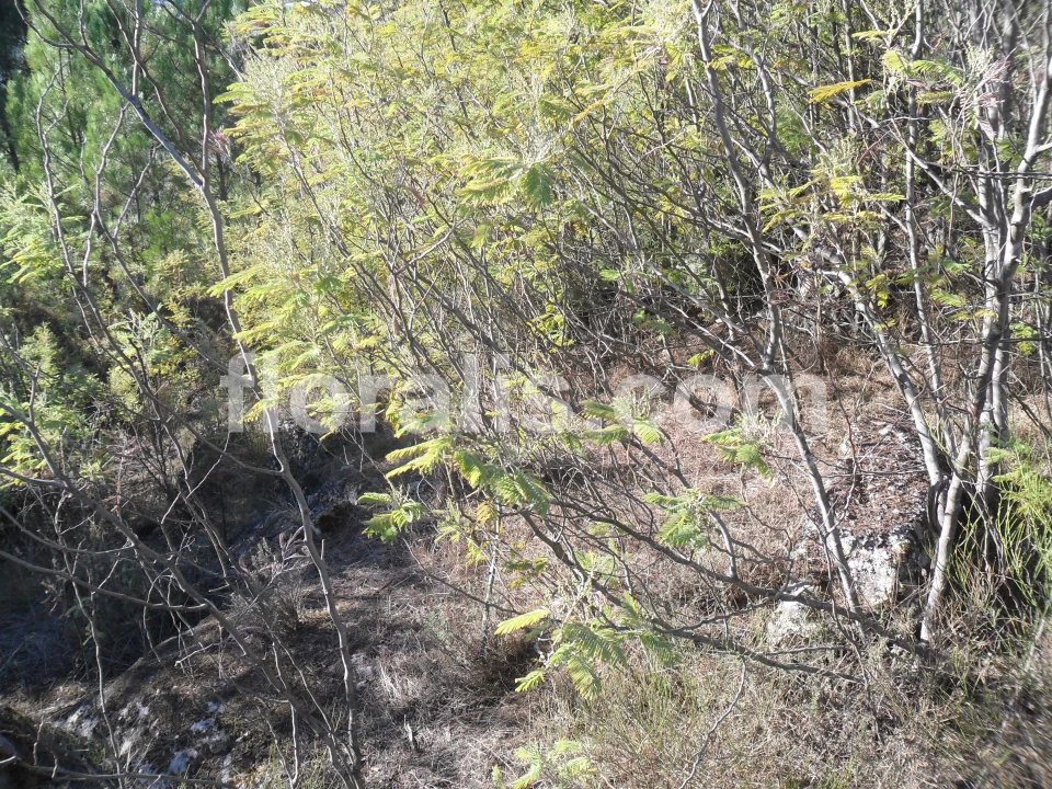 Terreno para Venda em Bodiosa Foto 6