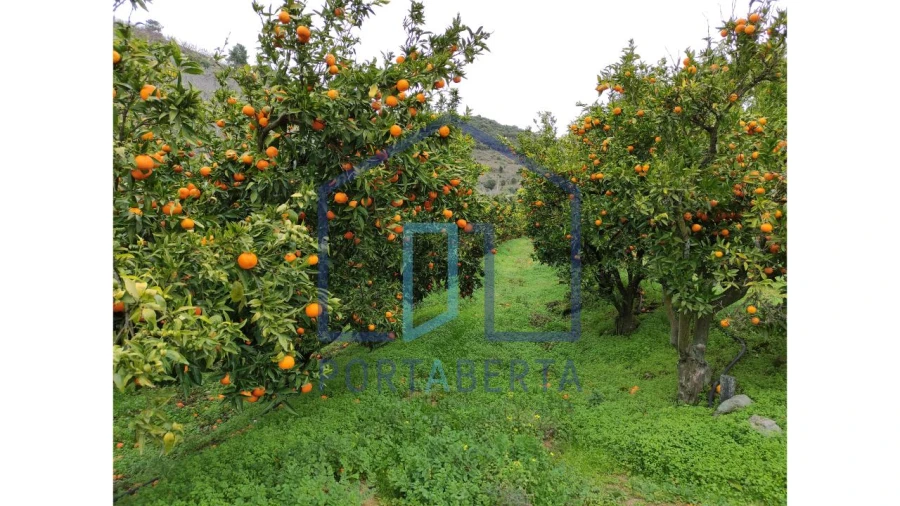 Quinta para Venda em Santa Comba de Vilariça Foto 3
