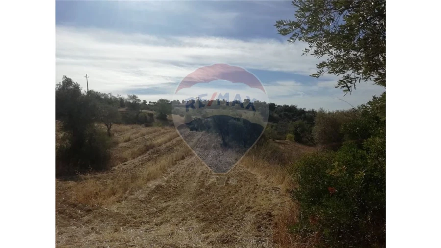 Terreno P/ Prédio para Venda em Loule (São Sebastião) Foto 6