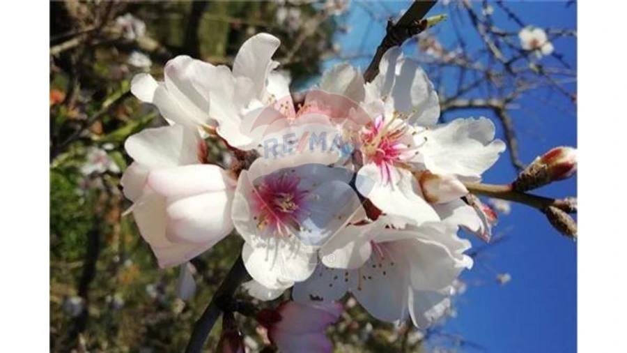 Terreno P/ Prédio para Venda em Loule (São Sebastião) Foto 15