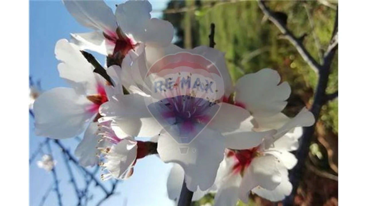 Terreno P/ Prédio para Venda em Loule (São Sebastião) Foto 19
