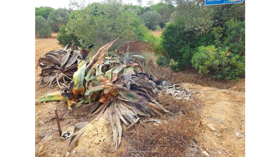 Terreno P/ Prédio para Venda em Almancil Foto 9