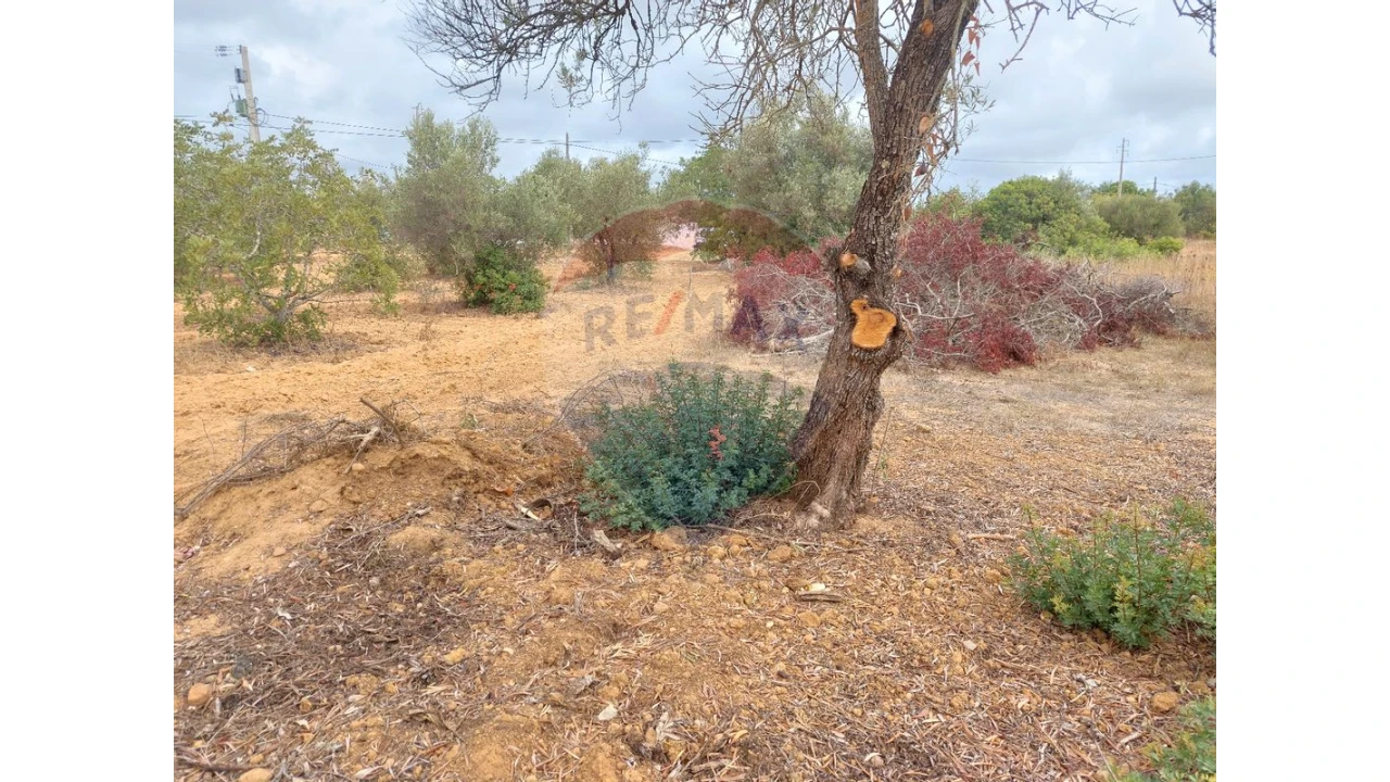 Terreno P/ Prédio para Venda em Almancil Foto 5