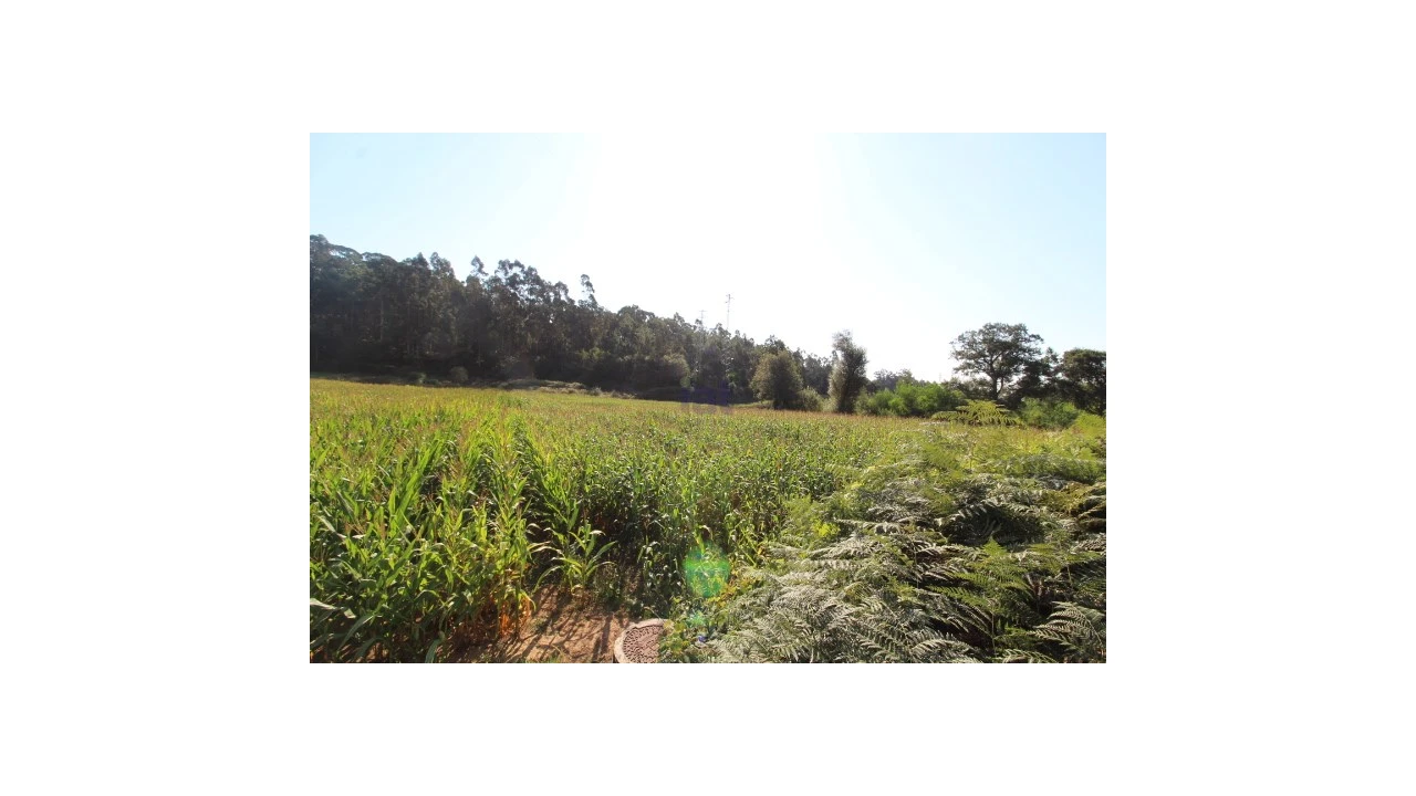Terreno para Venda em Palmeira de Faro e Curvos Foto 1