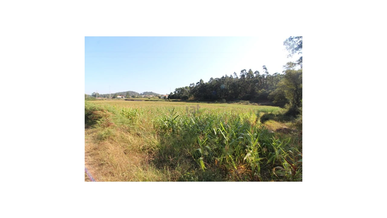 Terreno para Venda em Palmeira de Faro e Curvos Foto 3