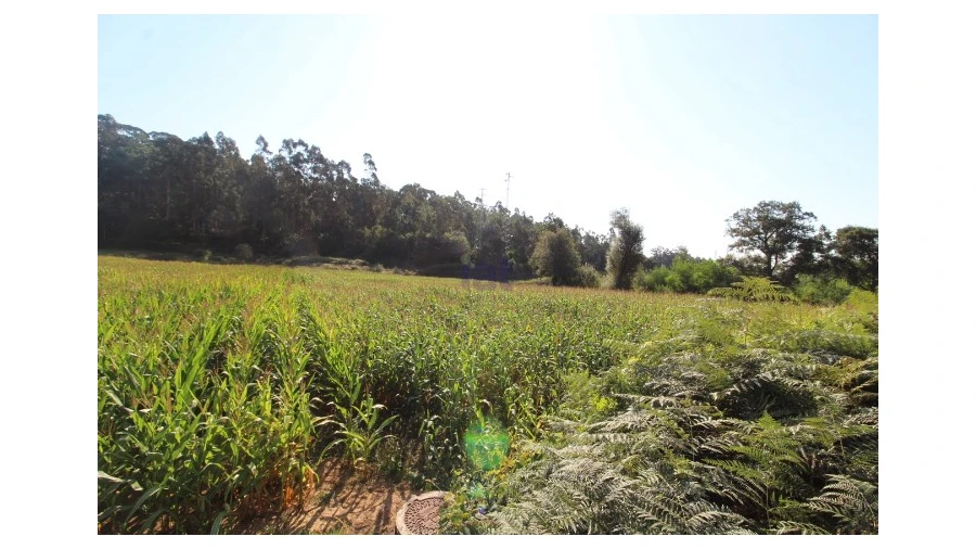 Terreno para Venda em Palmeira de Faro e Curvos