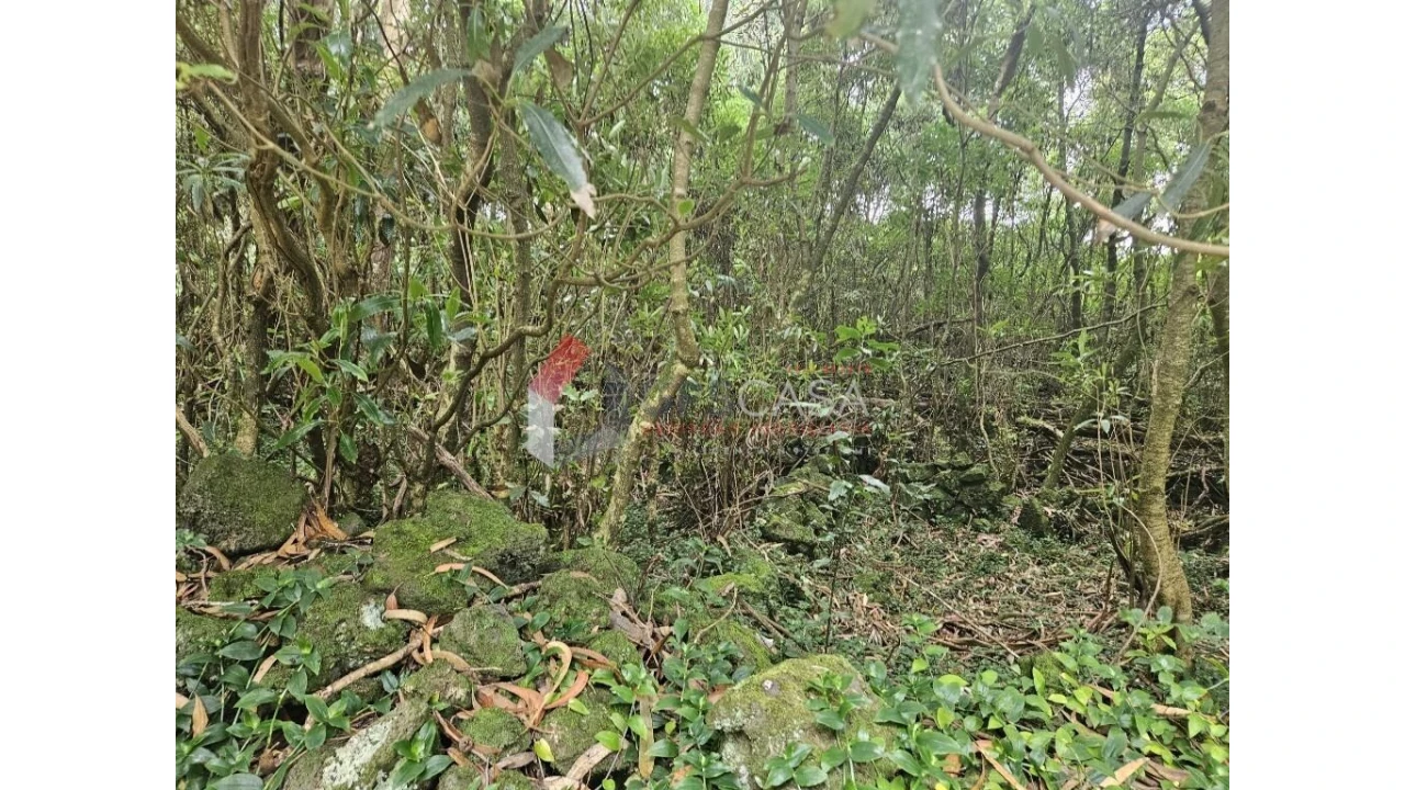 Terreno para Venda em Porto Martins Foto 5