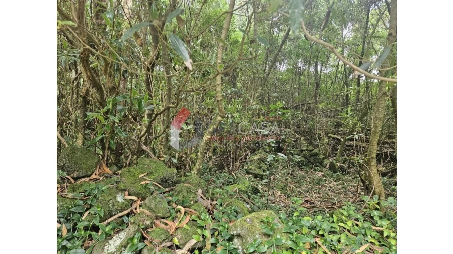 Terreno para Venda em Porto Martins Foto 5