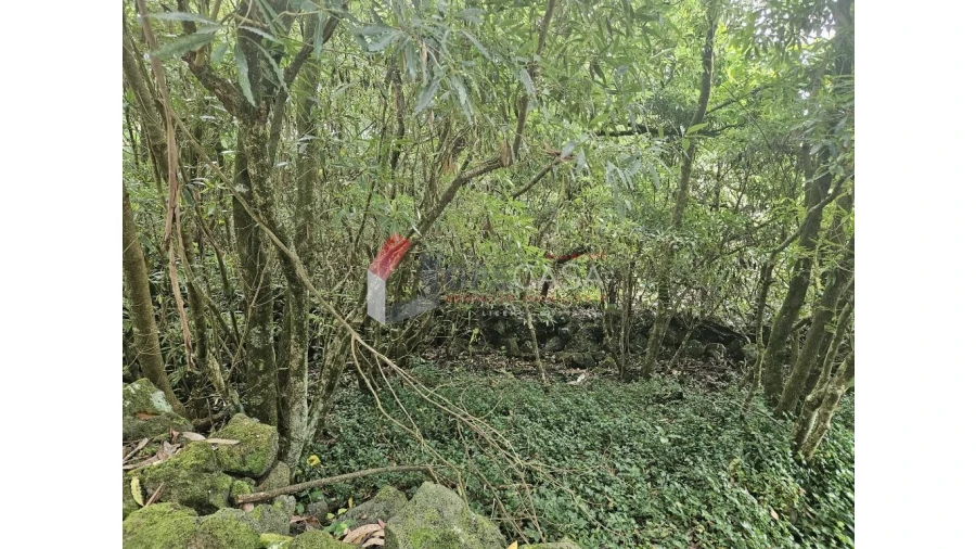 Terreno para Venda em Porto Martins Foto 4