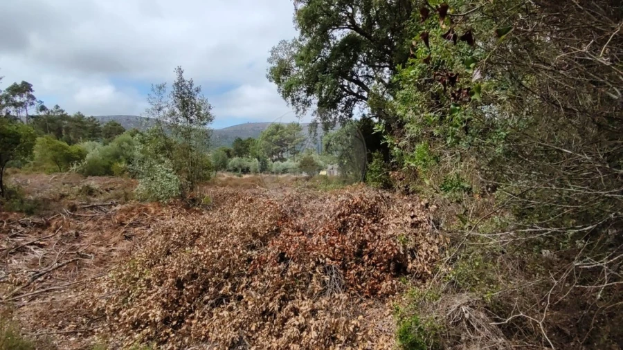 Terreno para Venda em Minde Foto 10
