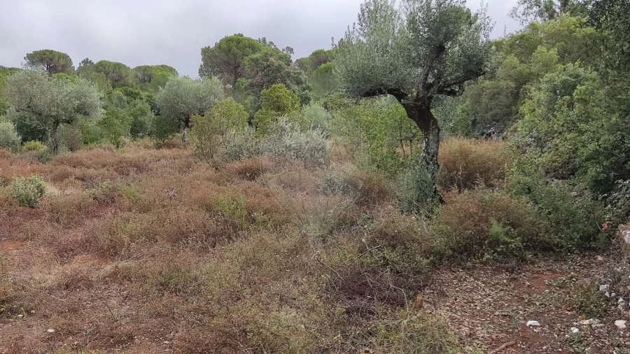 Terreno para Venda em Minde Foto 6