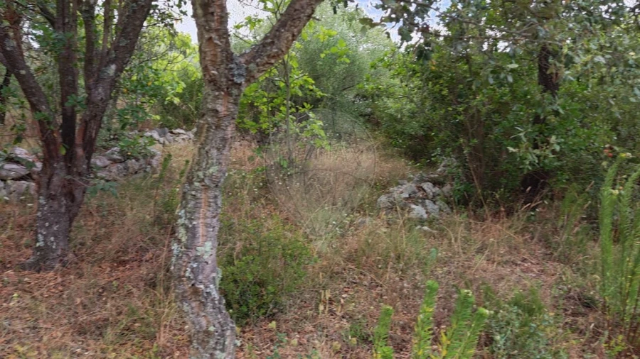 Terreno para Venda em Minde Foto 7