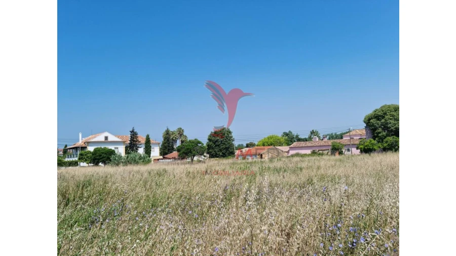 Terreno para Venda em São Martinho de Árvore e Lamarosa Foto 14