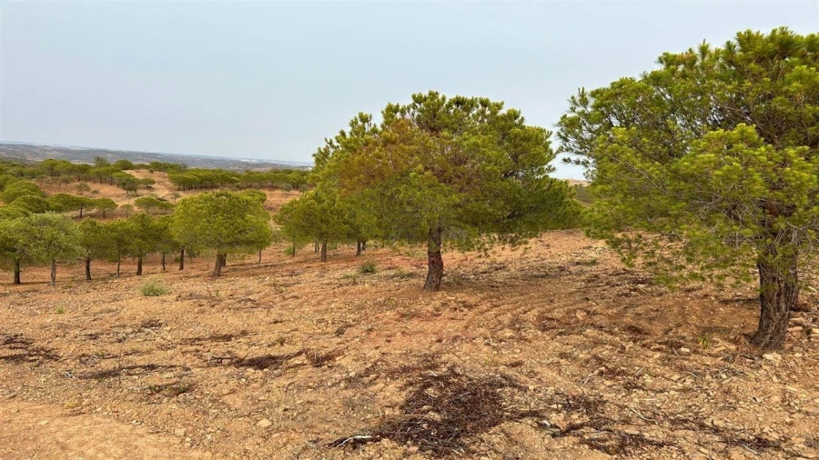 Terreno Agricola ou Rústico para Venda em Azinhal Foto 2