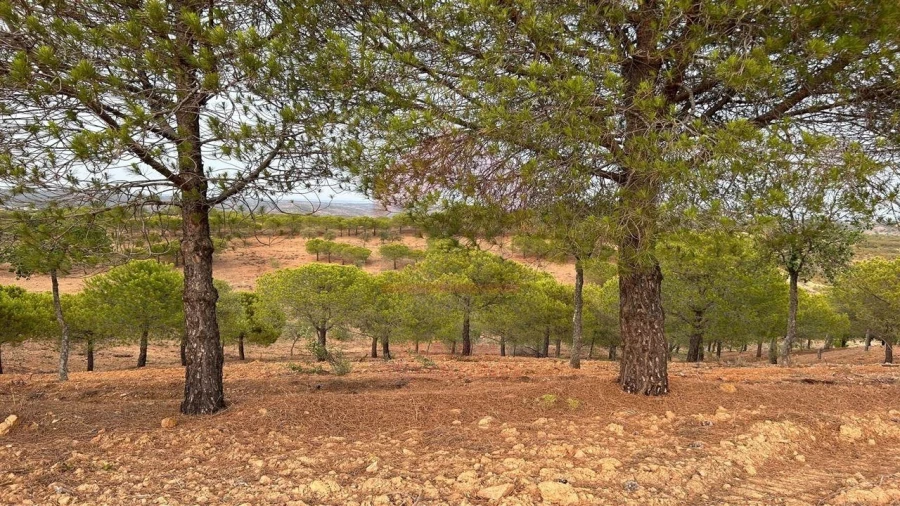 Terreno Agricola ou Rústico para Venda em Azinhal Foto 1