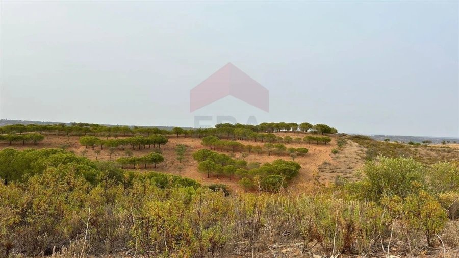 Terreno Agricola ou Rústico para Venda em Azinhal Foto 7