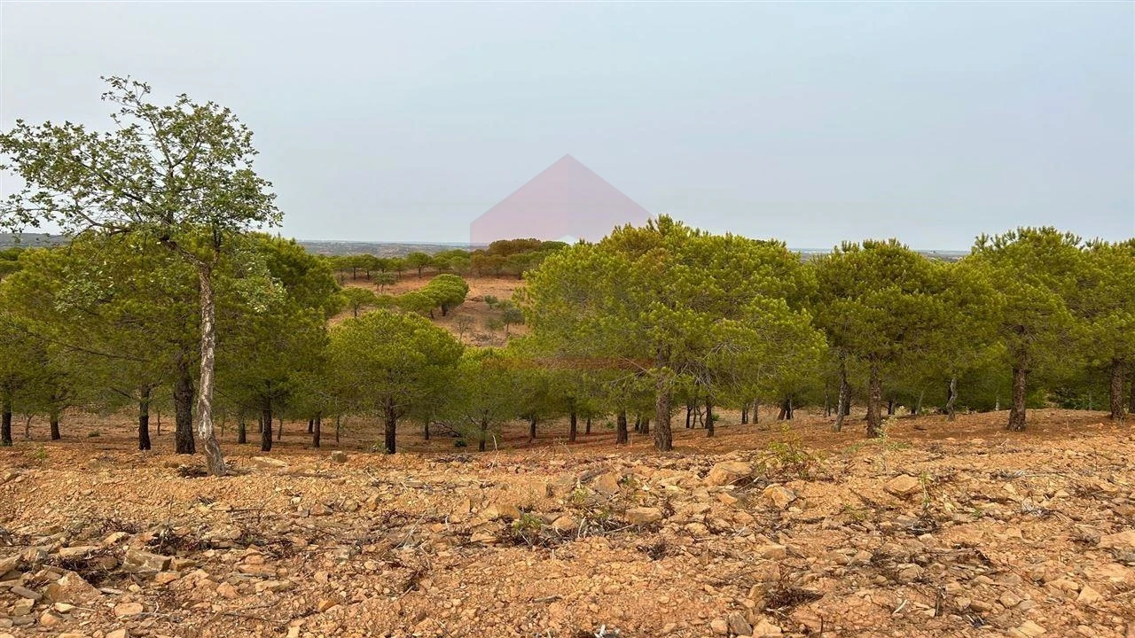 Terreno Agricola ou Rústico para Venda em Azinhal Foto 6