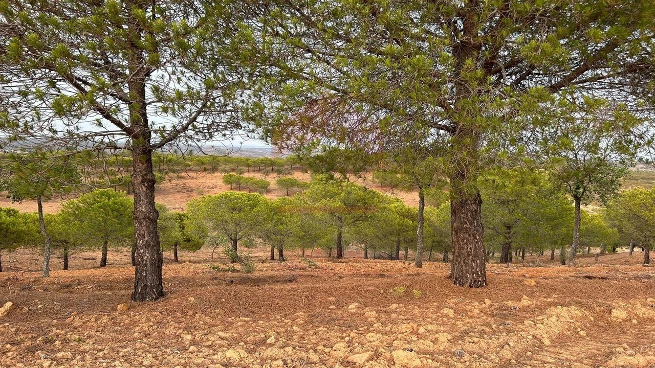 Terreno Agricola ou Rústico para Venda em Azinhal Foto 1