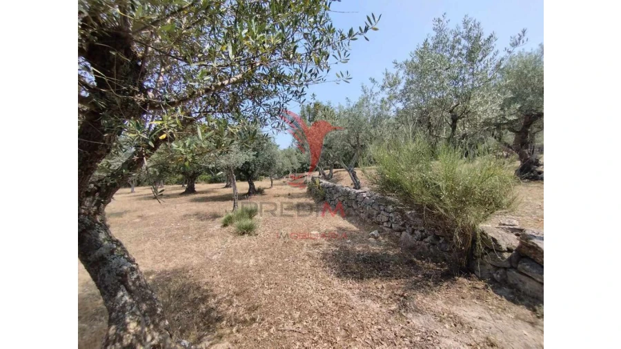 Terreno para Venda em Santa Maria da Devesa Foto 7