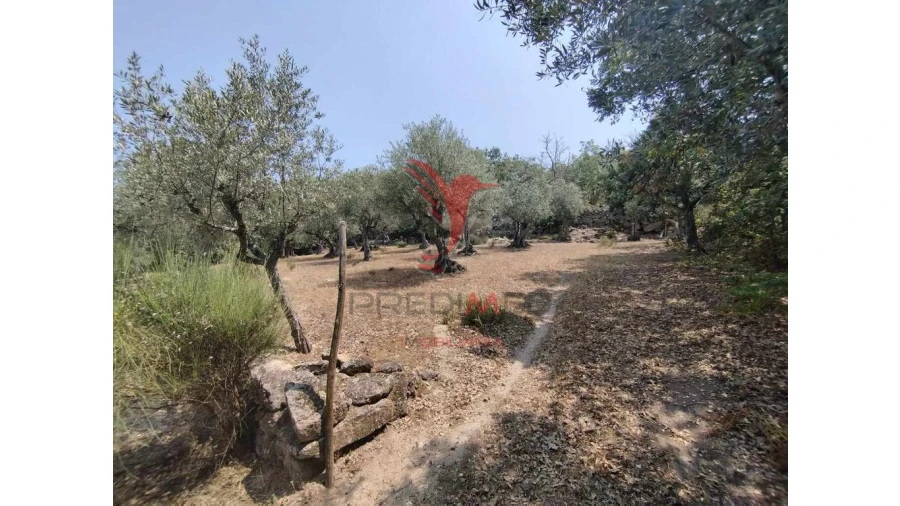 Terreno para Venda em Santa Maria da Devesa Foto 10