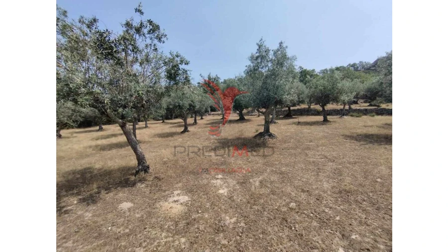 Terreno para Venda em Santa Maria da Devesa Foto 14