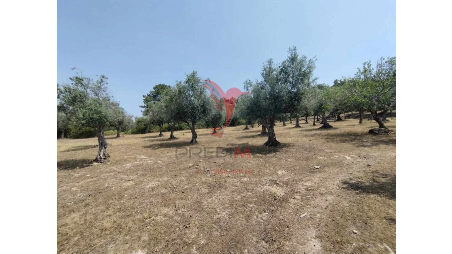Terreno para Venda em Santa Maria da Devesa Foto 8