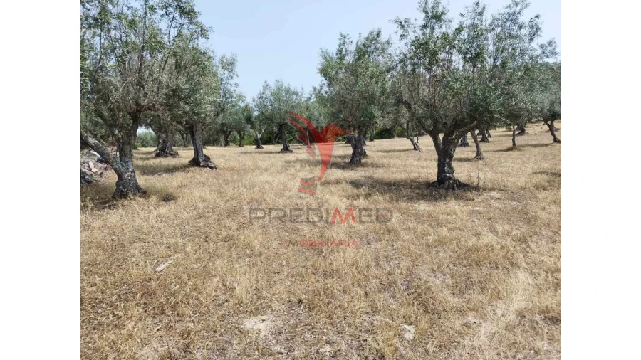 Terreno para Venda em Santa Maria da Devesa Foto 6
