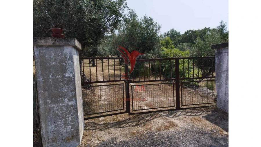 Terreno para Venda em Santa Maria da Devesa Foto 9