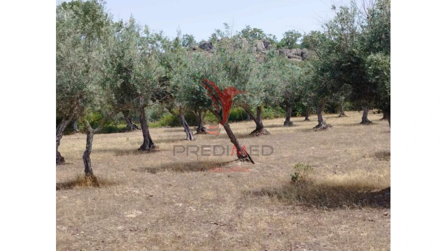 Terreno para Venda em Santa Maria da Devesa Foto 4