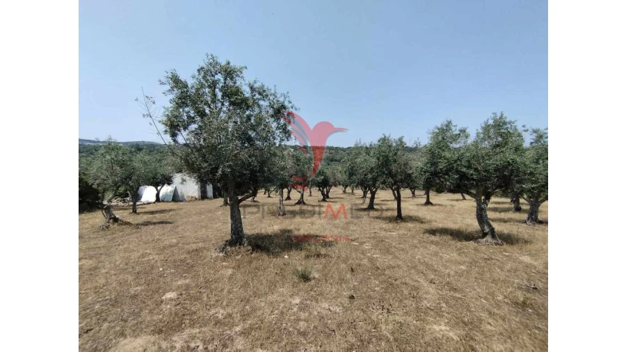 Terreno para Venda em Santa Maria da Devesa Foto 3