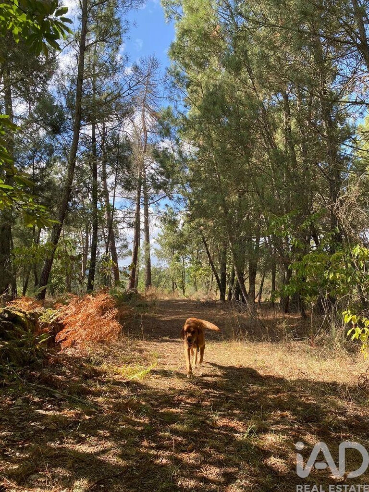 Moradia T4 para Venda em Penso e Freixinho Foto 28